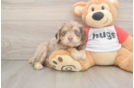 Mini Aussiedoodle Puppy for Adoption