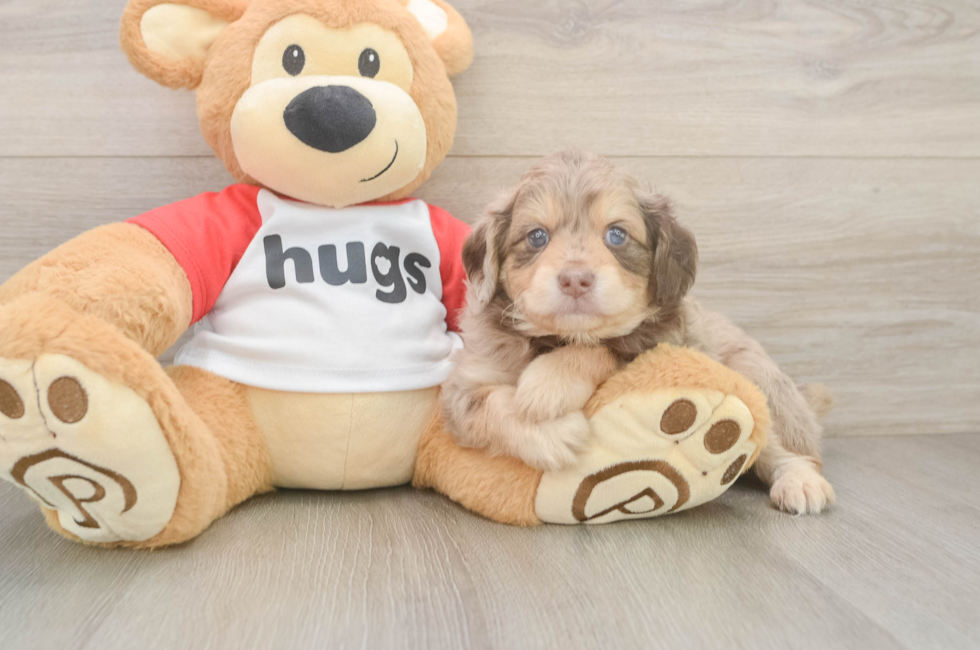 5 week old Mini Aussiedoodle Puppy For Sale - Windy City Pups