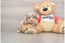 Mini Aussiedoodle Puppy for Adoption