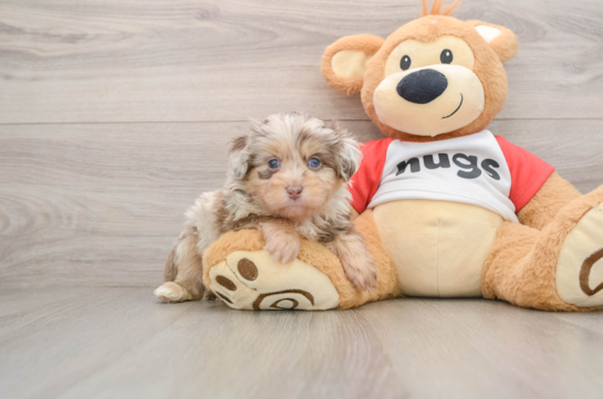 Mini Aussiedoodle Puppy for Adoption