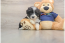 Best Mini Aussiedoodle Baby