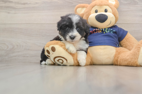 Best Mini Aussiedoodle Baby