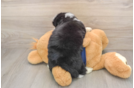 Energetic Aussiepoo Poodle Mix Puppy