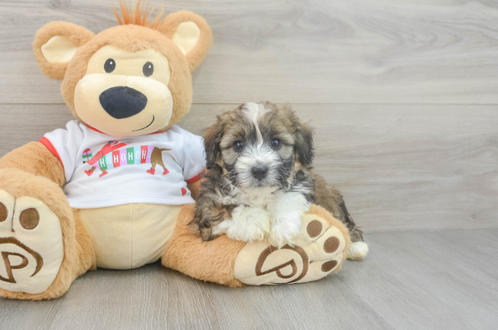 5 week old Mini Aussiedoodle Puppy For Sale - Windy City Pups