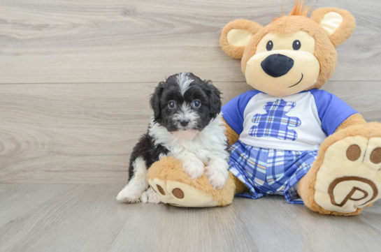 Mini Aussiedoodle Pup Being Cute