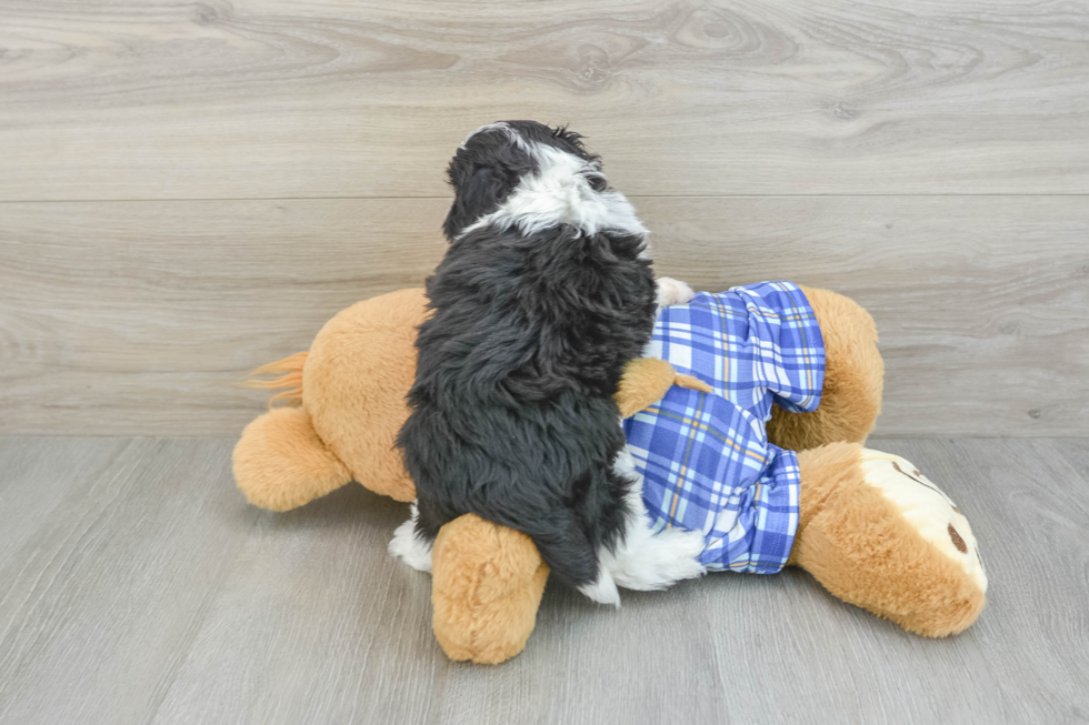 Smart Mini Aussiedoodle Poodle Mix Pup