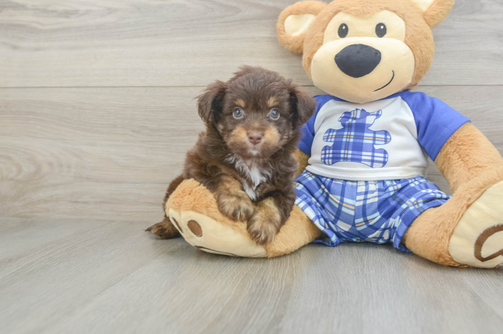 6 week old Mini Aussiedoodle Puppy For Sale - Windy City Pups