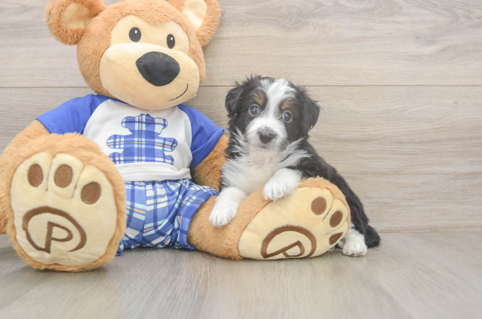 6 week old Mini Aussiedoodle Puppy For Sale - Windy City Pups