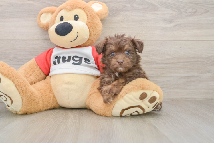Fluffy Mini Aussiedoodle Poodle Mix Pup