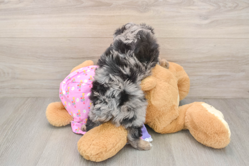 Sweet Mini Aussiedoodle Baby