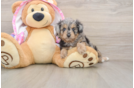 Small Mini Aussiedoodle Baby