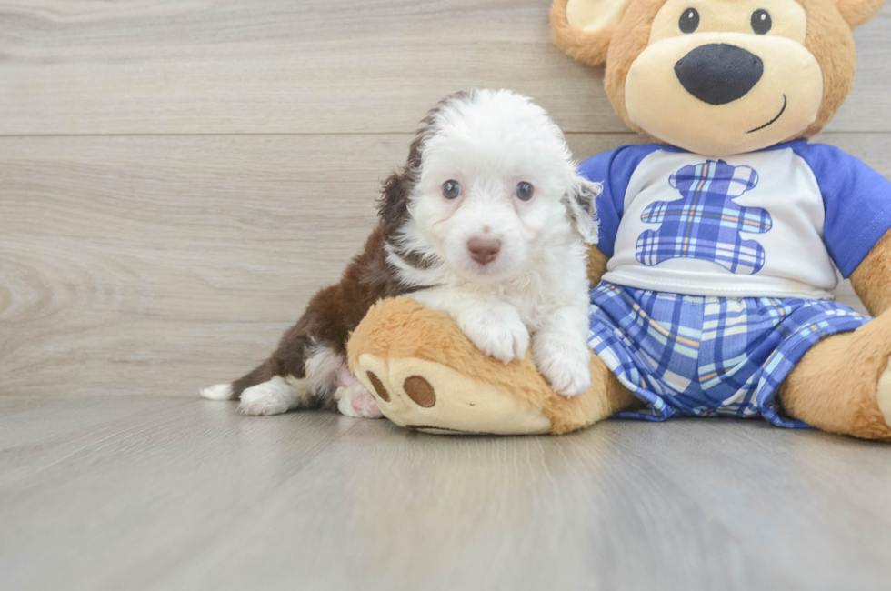 6 week old Mini Aussiedoodle Puppy For Sale - Windy City Pups