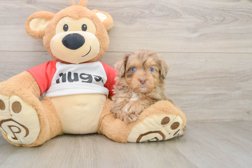 Best Mini Aussiedoodle Baby