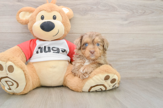 Best Mini Aussiedoodle Baby