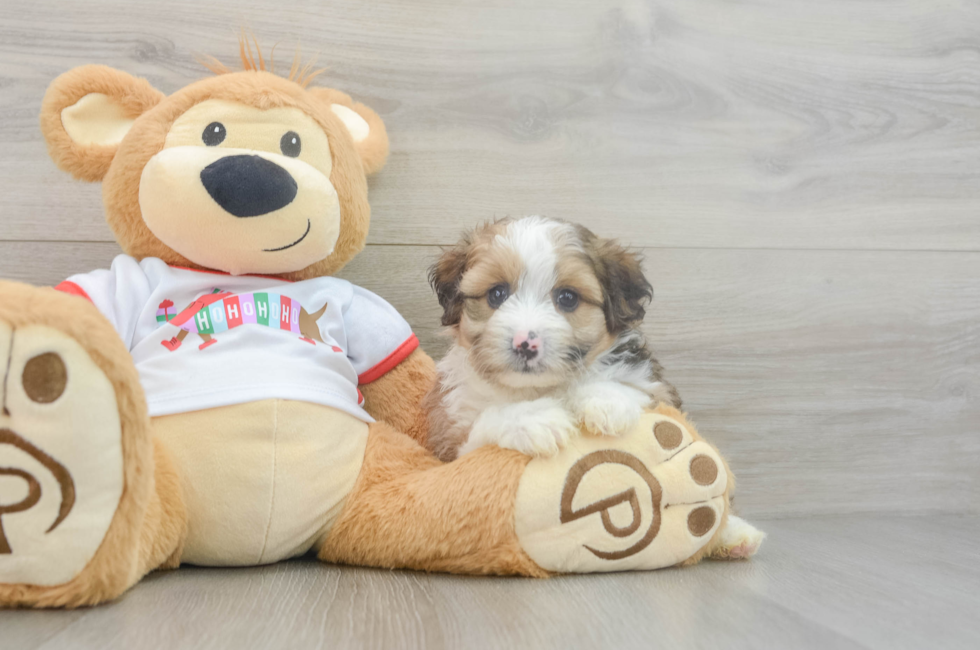 5 week old Mini Aussiedoodle Puppy For Sale - Windy City Pups