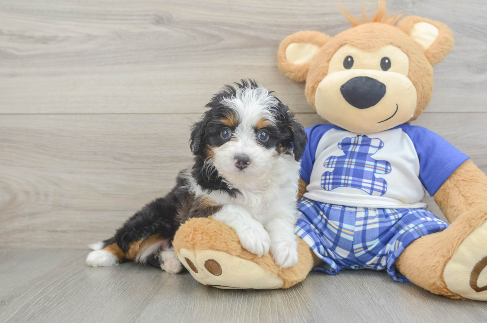6 week old Mini Aussiedoodle Puppy For Sale - Windy City Pups