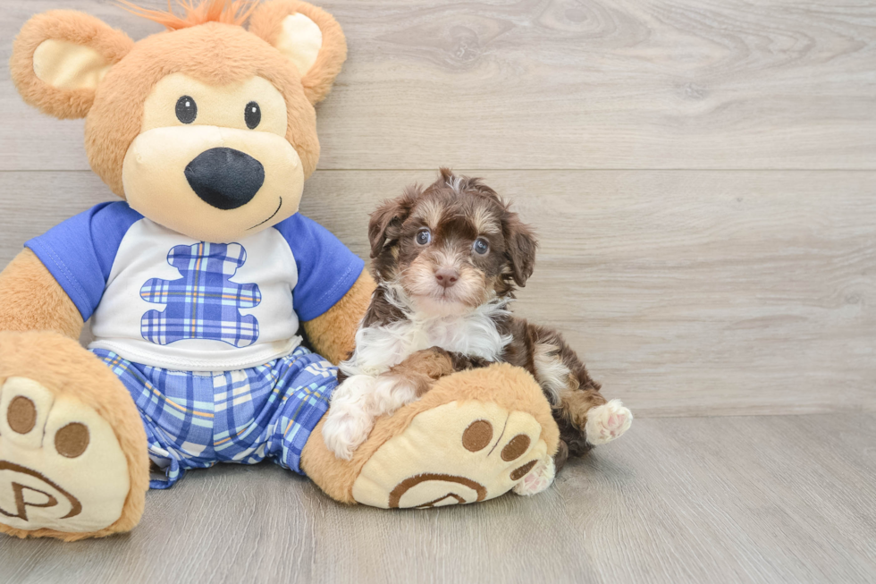 Best Mini Aussiedoodle Baby