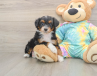 7 week old Mini Aussiedoodle Puppy For Sale - Windy City Pups