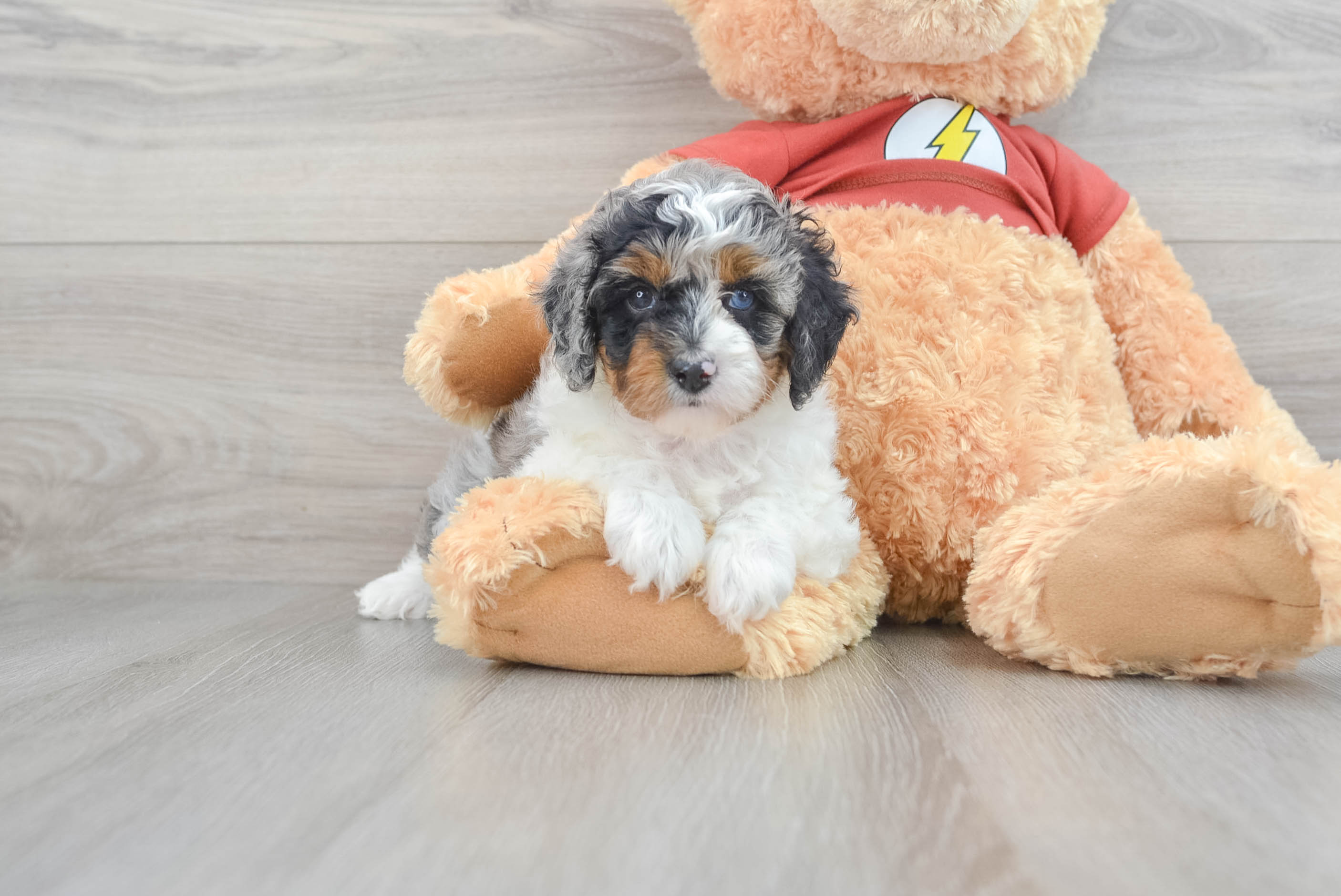 Mini australian shepherd poodle mix puppies for sale best sale