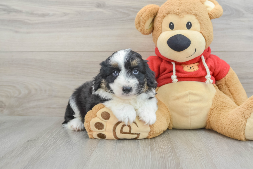 Popular Mini Aussiedoodle Poodle Mix Pup
