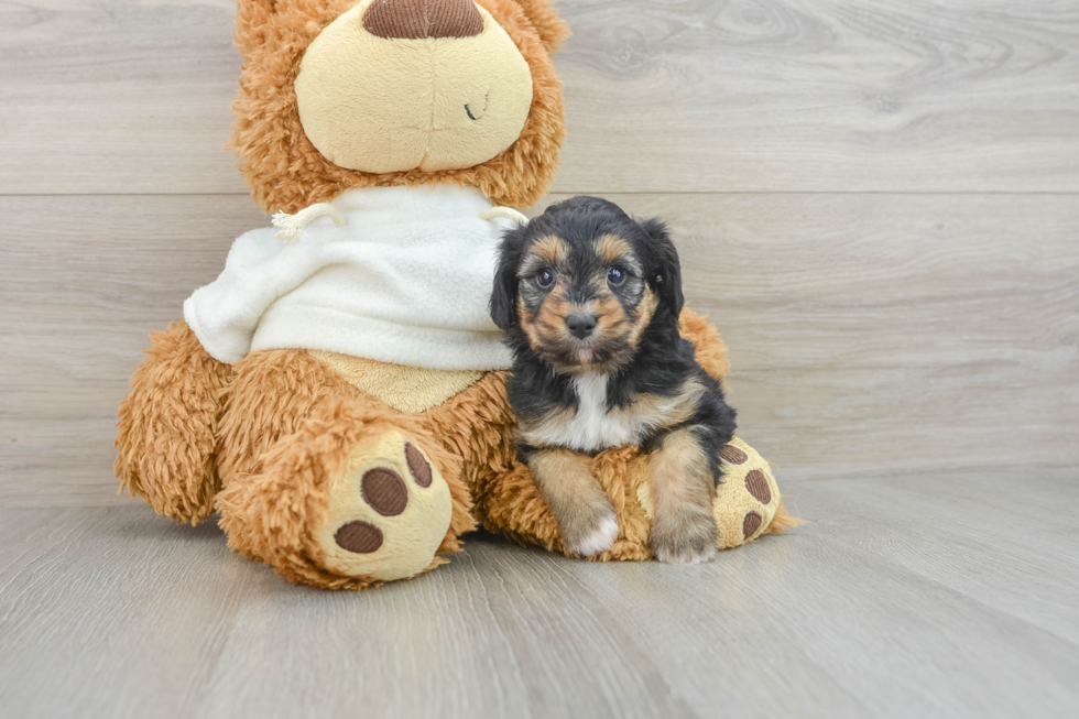 Best Mini Aussiedoodle Baby