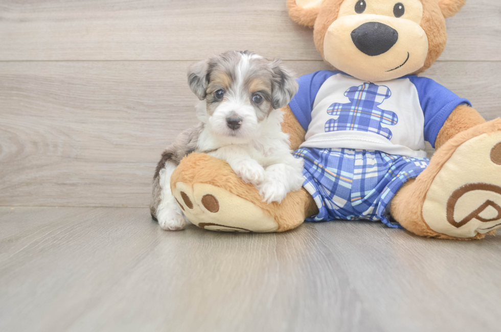 6 week old Mini Aussiedoodle Puppy For Sale - Windy City Pups