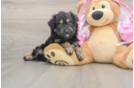 Adorable Mini Australian Shepherd X Poodle Mix Poodle Mix Puppy