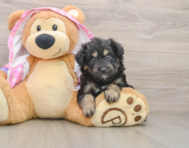 6 week old Mini Aussiedoodle Puppy For Sale - Windy City Pups