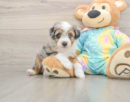7 week old Mini Aussiedoodle Puppy For Sale - Windy City Pups