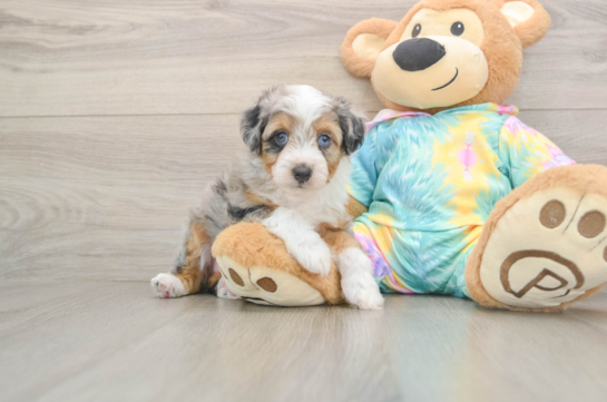 Playful Aussiepoo Poodle Mix Puppy