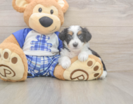 8 week old Mini Aussiedoodle Puppy For Sale - Windy City Pups