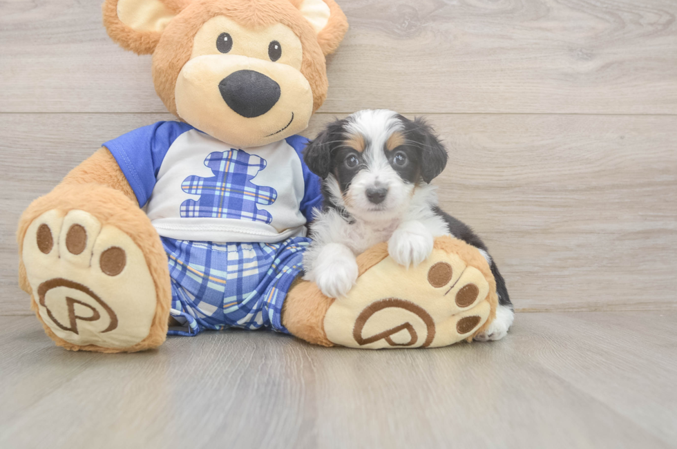 6 week old Mini Aussiedoodle Puppy For Sale - Windy City Pups