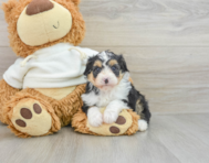 8 week old Mini Aussiedoodle Puppy For Sale - Windy City Pups