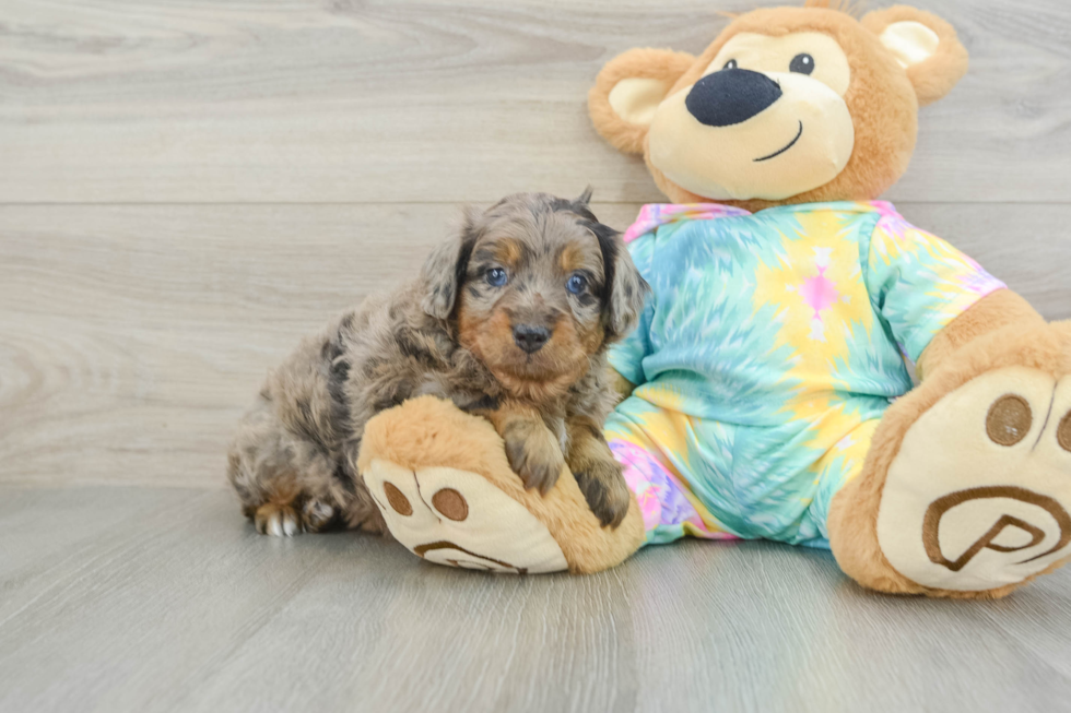 Adorable Mini Australian Shepherd X Poodle Mix Poodle Mix Puppy