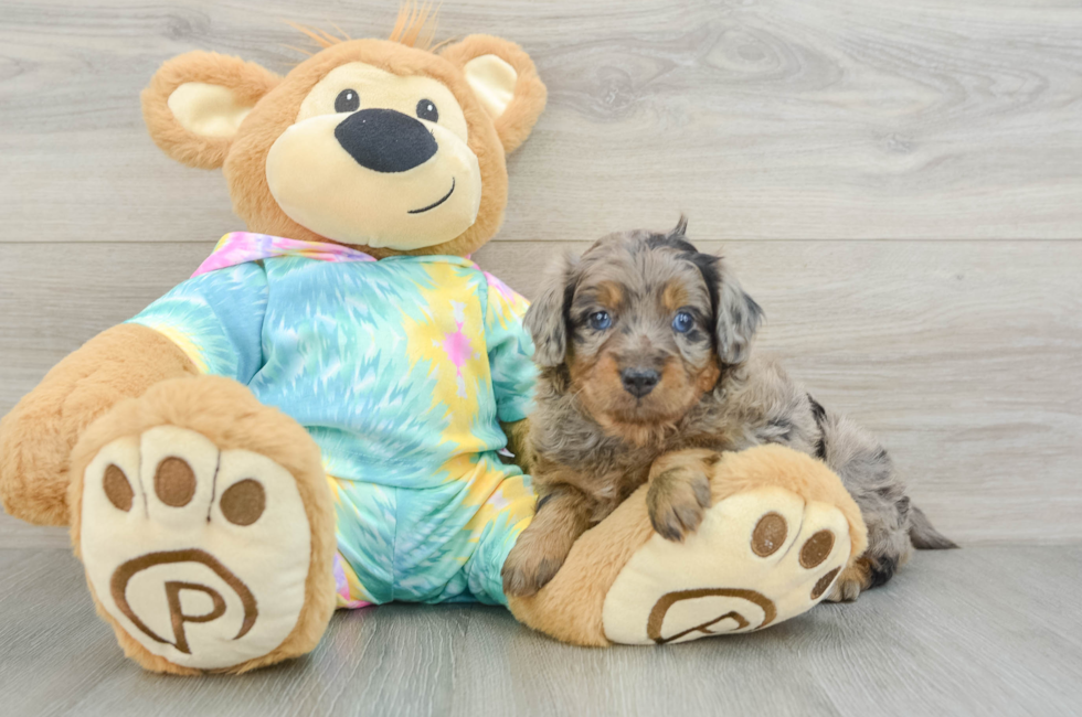 5 week old Mini Aussiedoodle Puppy For Sale - Windy City Pups