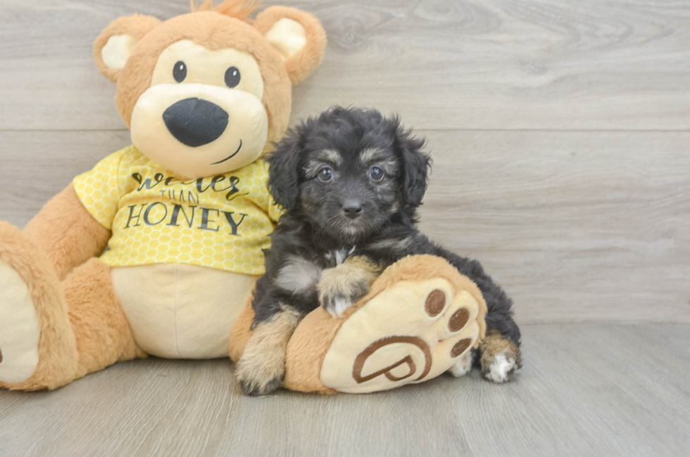 5 week old Mini Aussiedoodle Puppy For Sale - Windy City Pups