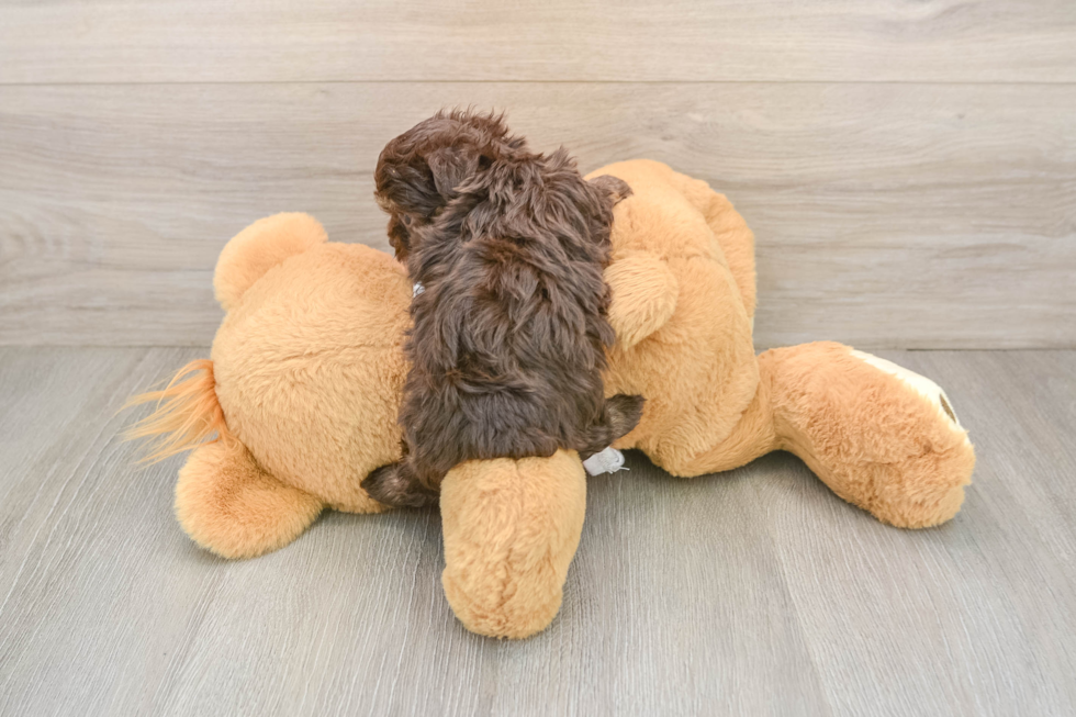 Mini Aussiedoodle Puppy for Adoption