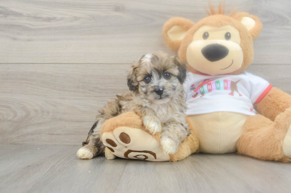 5 week old Mini Aussiedoodle Puppy For Sale - Windy City Pups