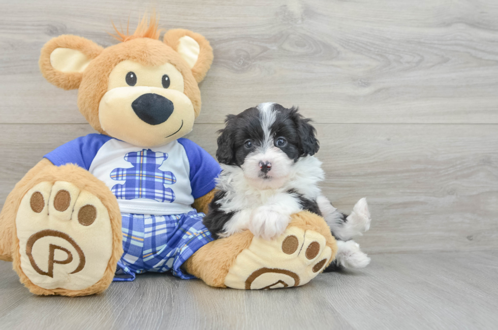 7 week old Mini Aussiedoodle Puppy For Sale - Windy City Pups