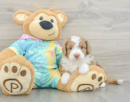 8 week old Mini Aussiedoodle Puppy For Sale - Windy City Pups