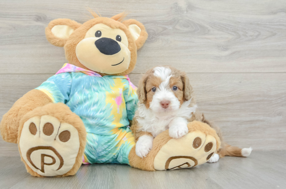 5 week old Mini Aussiedoodle Puppy For Sale - Windy City Pups