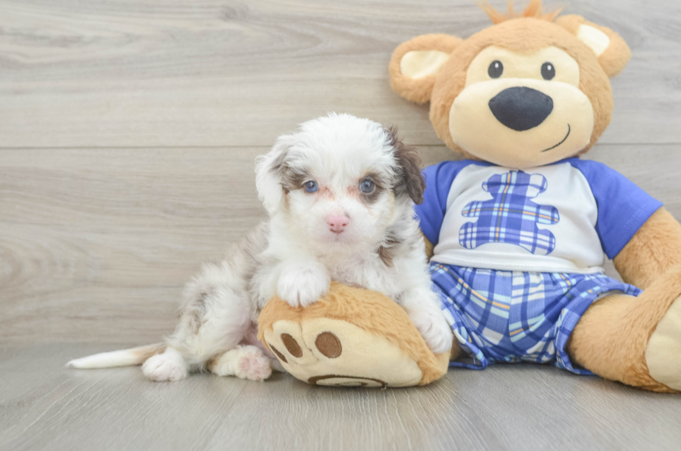 6 week old Mini Aussiedoodle Puppy For Sale - Windy City Pups