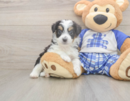 8 week old Mini Aussiedoodle Puppy For Sale - Windy City Pups