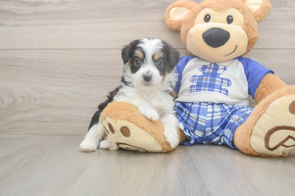 6 week old Mini Aussiedoodle Puppy For Sale - Windy City Pups