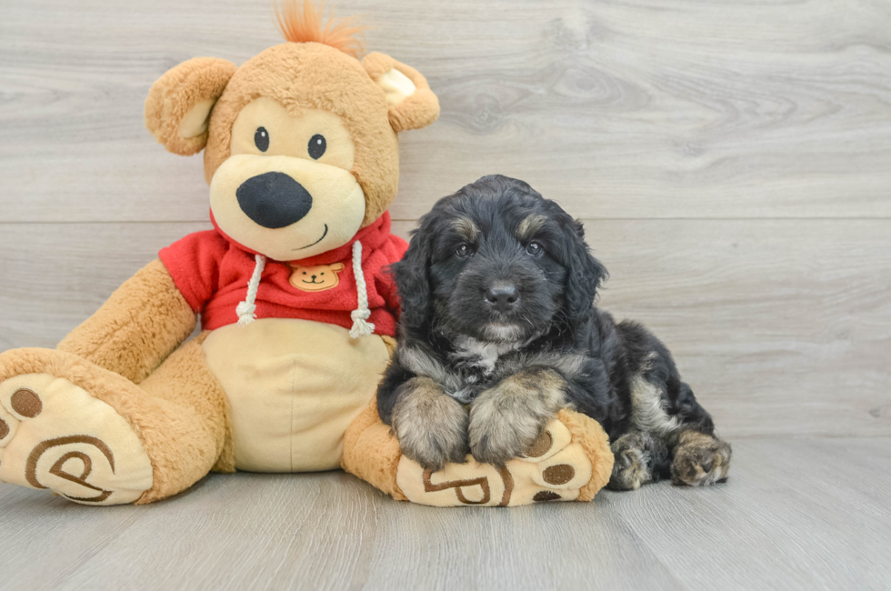 7 week old Mini Aussiedoodle Puppy For Sale - Windy City Pups