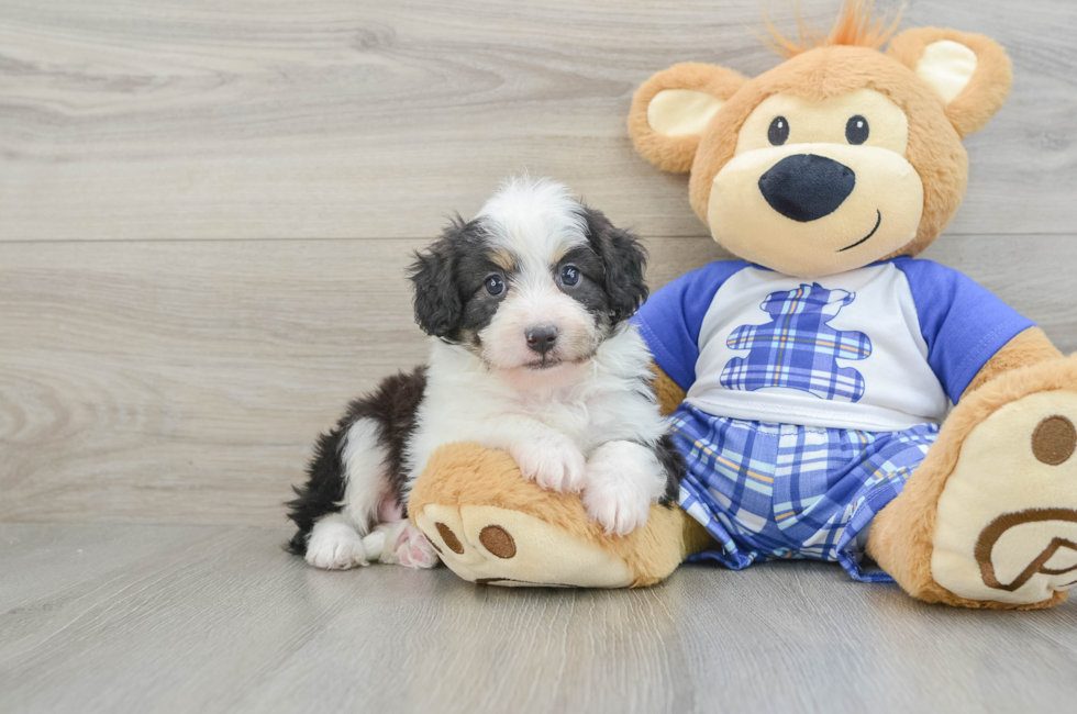 7 week old Mini Aussiedoodle Puppy For Sale - Windy City Pups