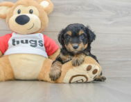 8 week old Mini Aussiedoodle Puppy For Sale - Windy City Pups