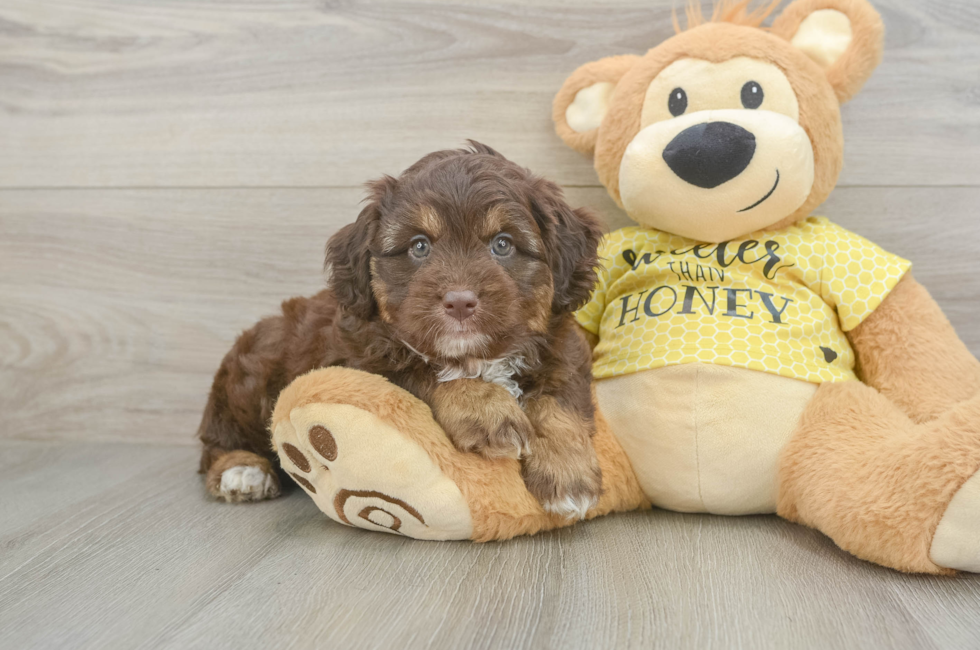 5 week old Mini Aussiedoodle Puppy For Sale - Windy City Pups