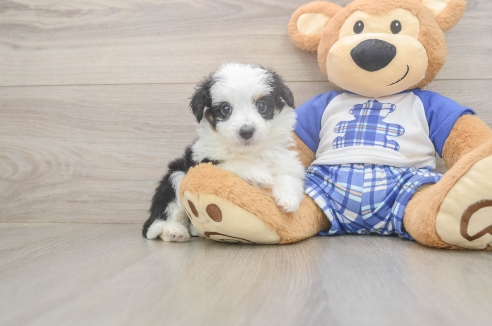 6 week old Mini Aussiedoodle Puppy For Sale - Windy City Pups