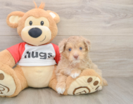 9 week old Mini Aussiedoodle Puppy For Sale - Windy City Pups